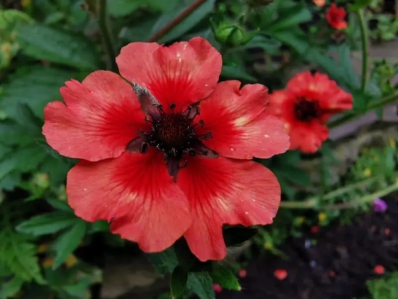 deep red potentilla flowers