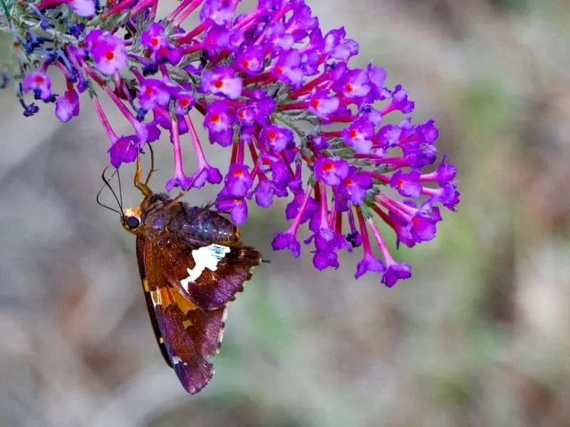 a butterfly enjoying a purple butterfly bush