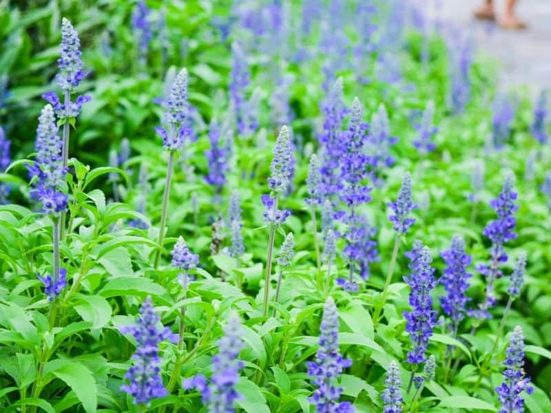 light purple salvia flowers