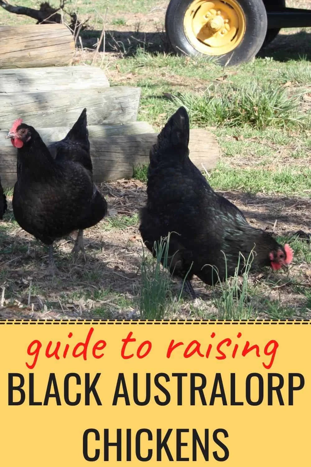 Guide to raising black Australorp chickens