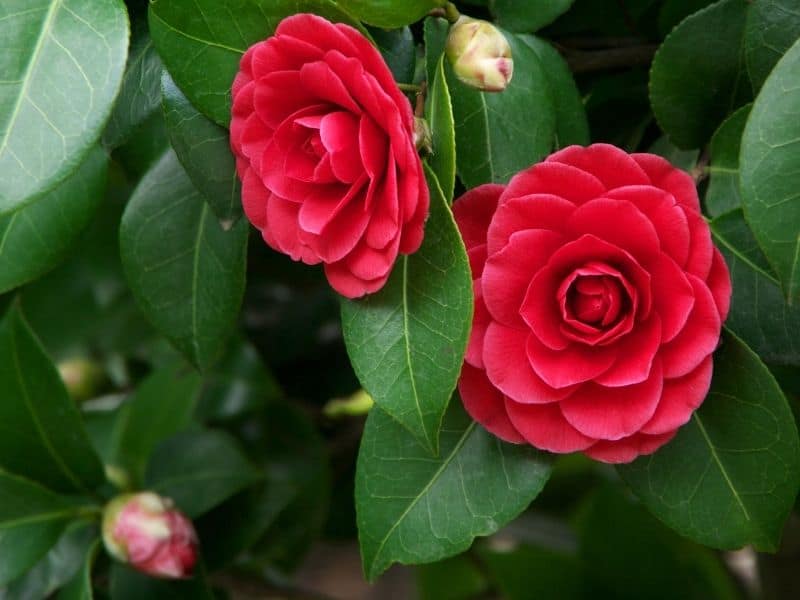 red camellia flowers