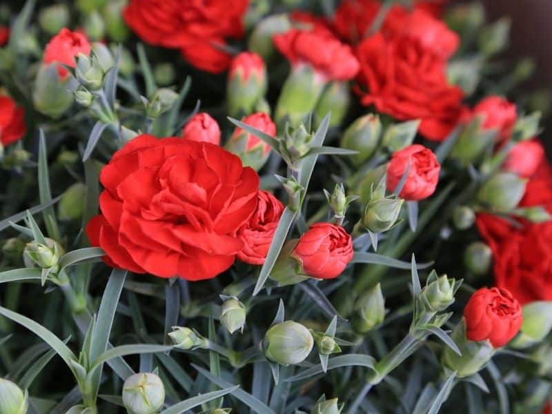 red carnations