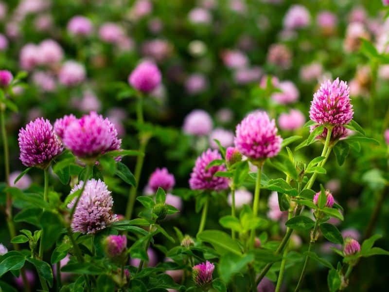 red clover