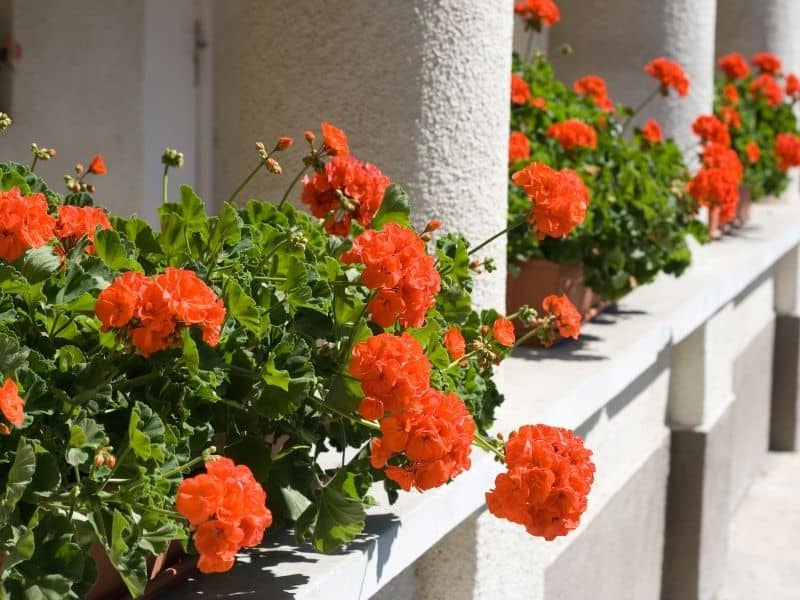 red geraniums