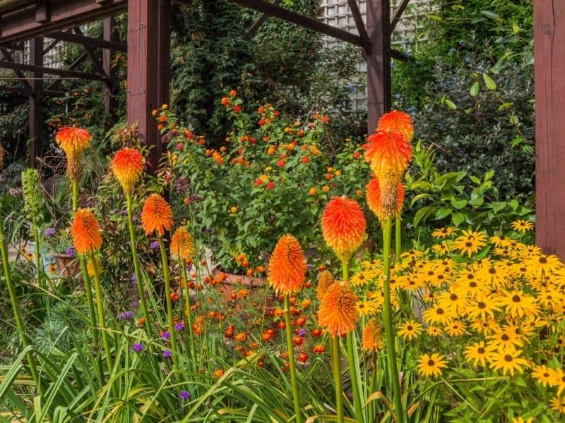 red hot pokers in the garden with black eyed Susans
