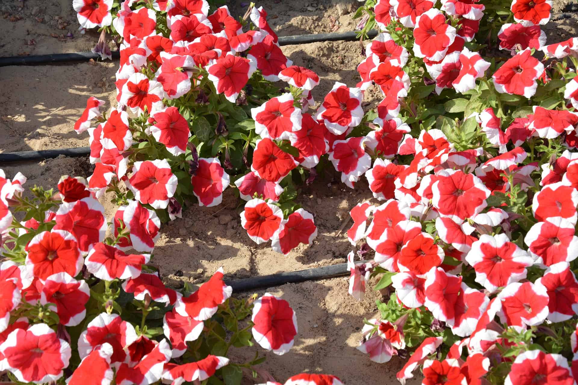 red and white petunias