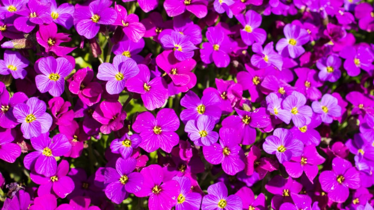 rock cress flowers.