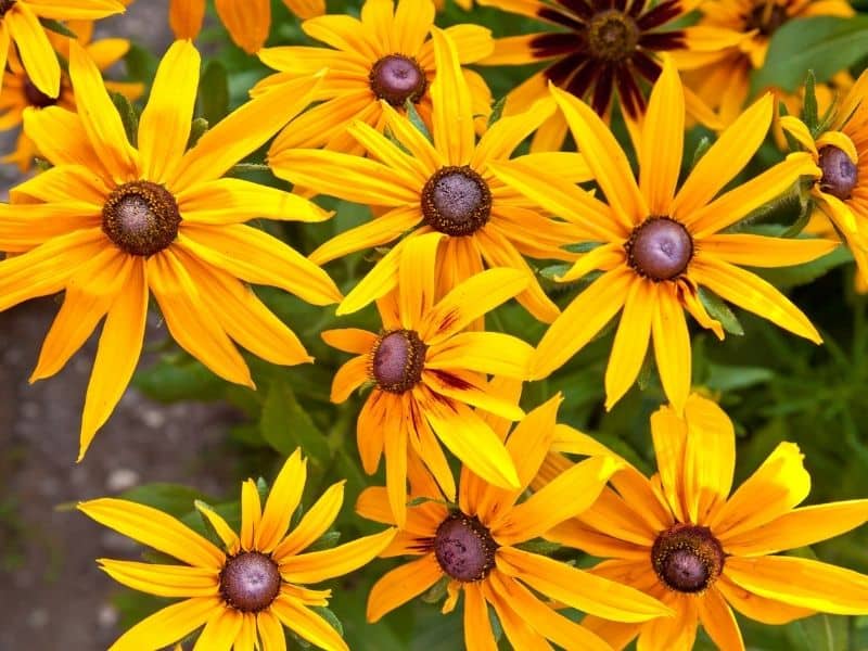 rudbeckia flowers