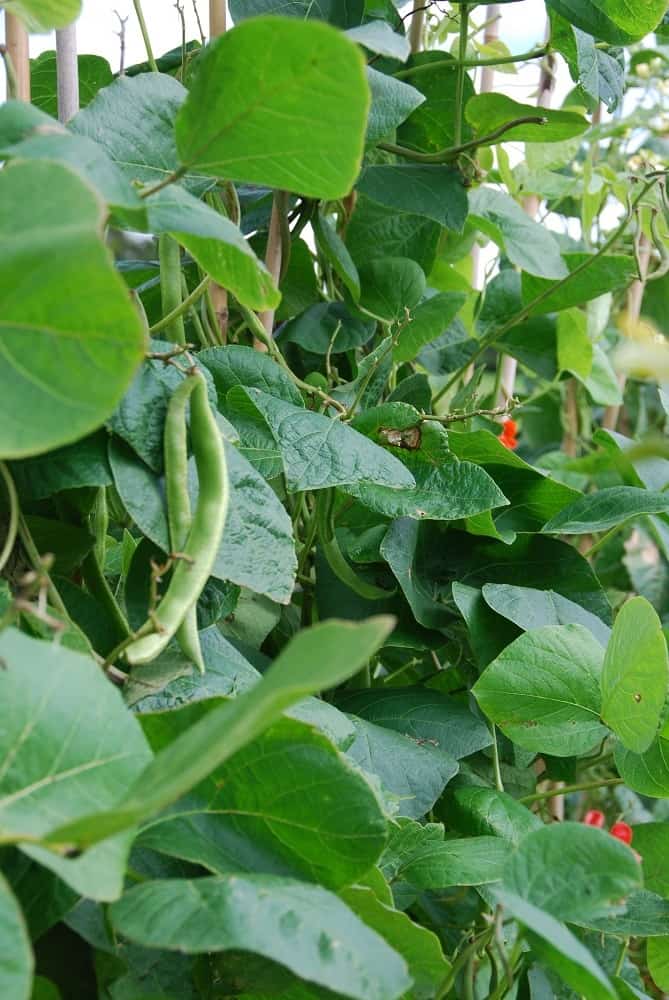 runner beans pods