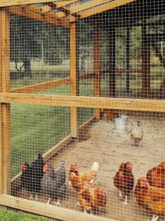 safe chicken run