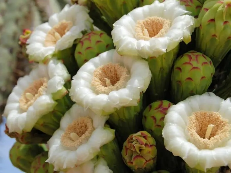 saguaro cactus blossom