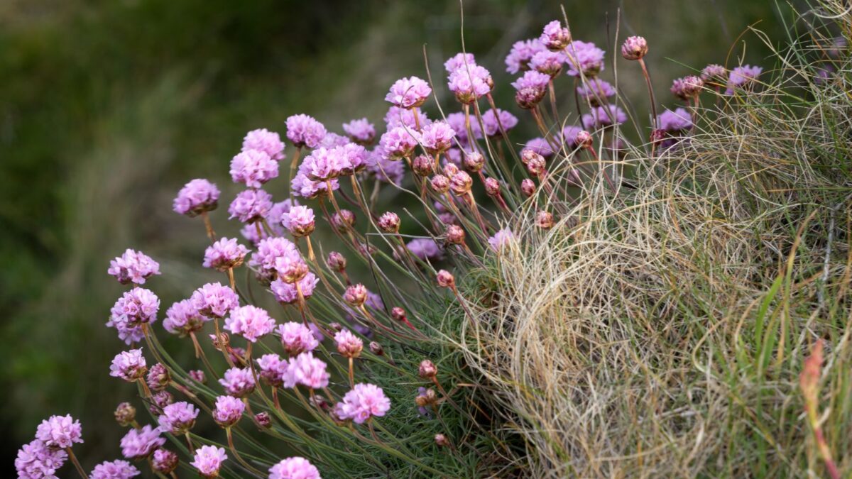 pink sea thrift flowers.