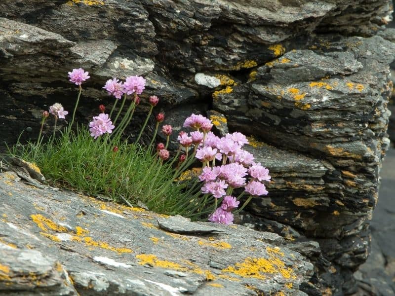 sea thrift flowers