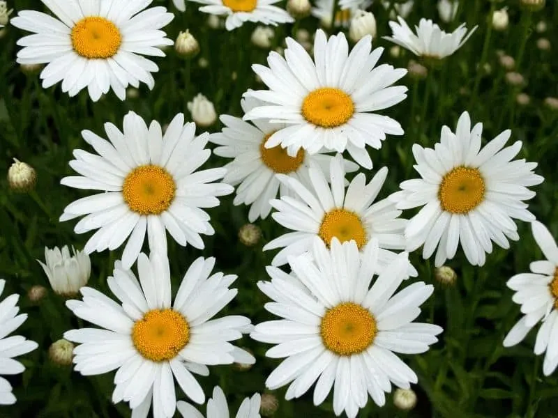 shasta daisy flowers