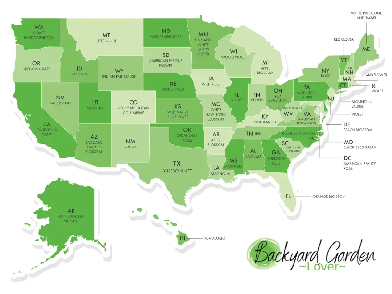 state flowers map