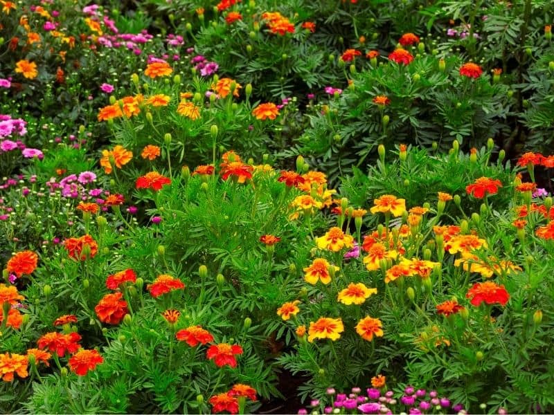 Summer flower garden