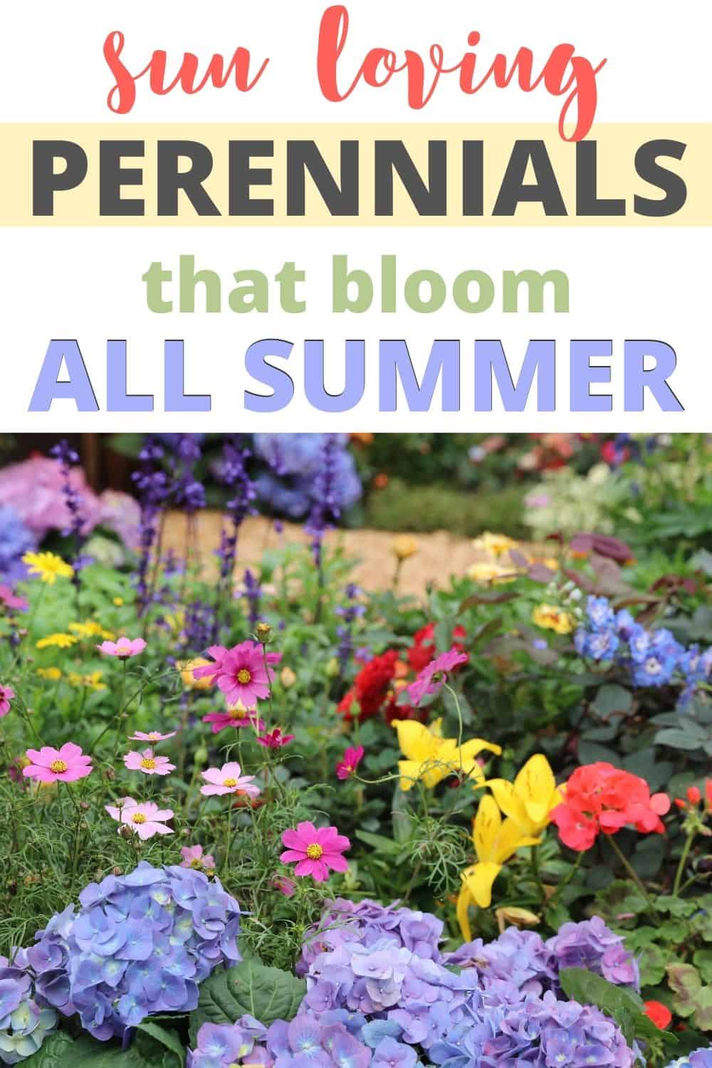 Sun loving perennials that bloom all summer