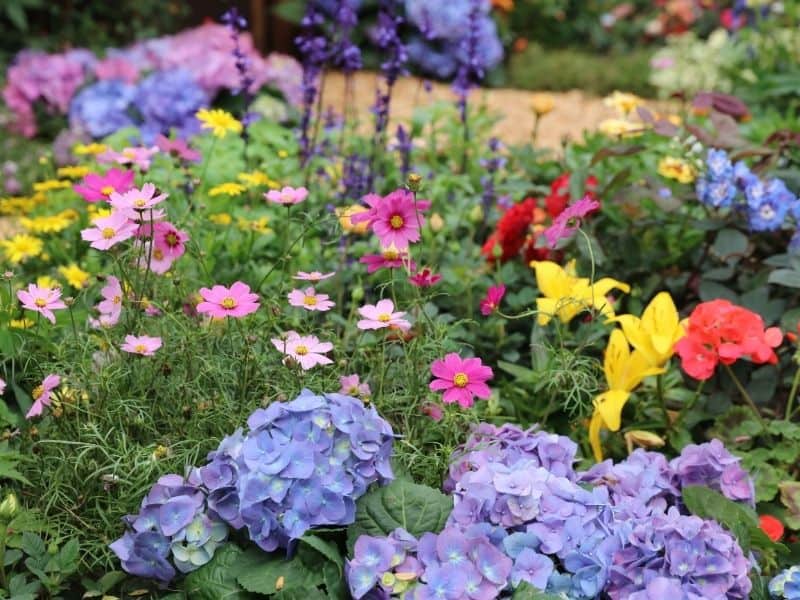 colorful sun loving summer garden