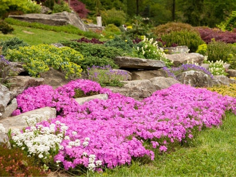 terraced rock garden