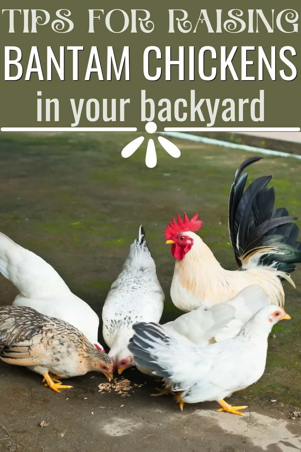 Tips for raising bantam chickens in your backyard