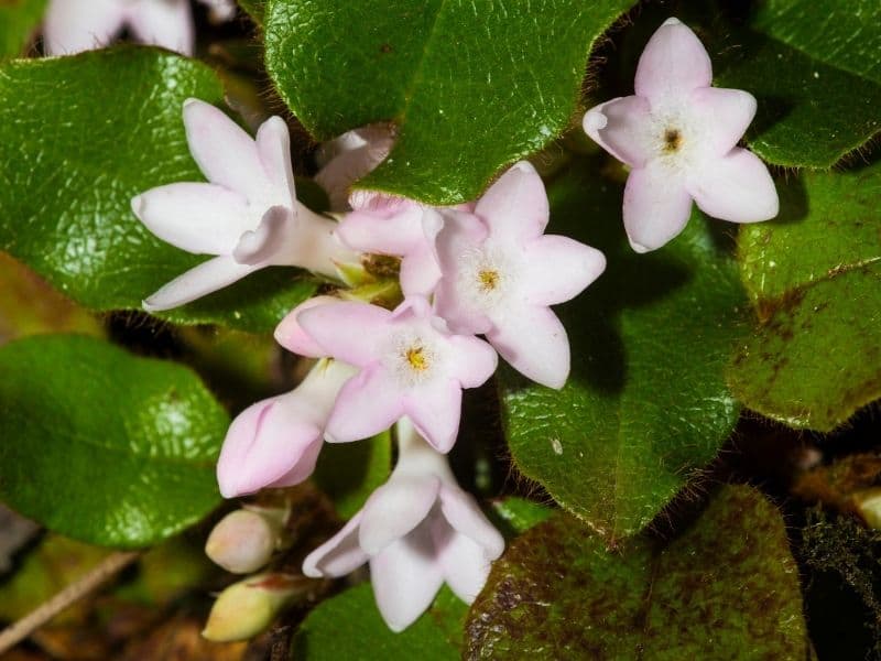 trailing arbutus flowers