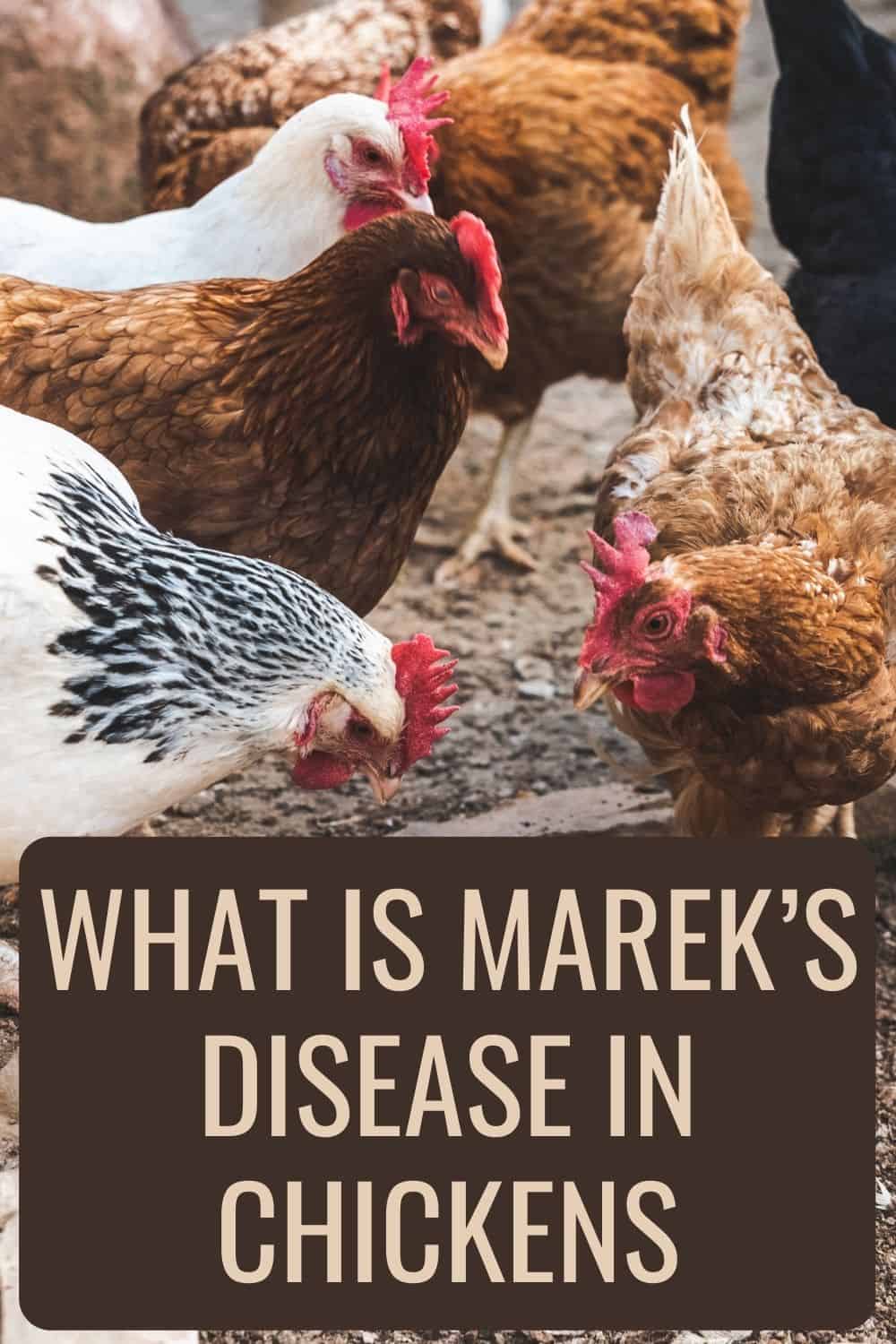 Τι είναι η νόσος του Marek στα κοτόπουλα