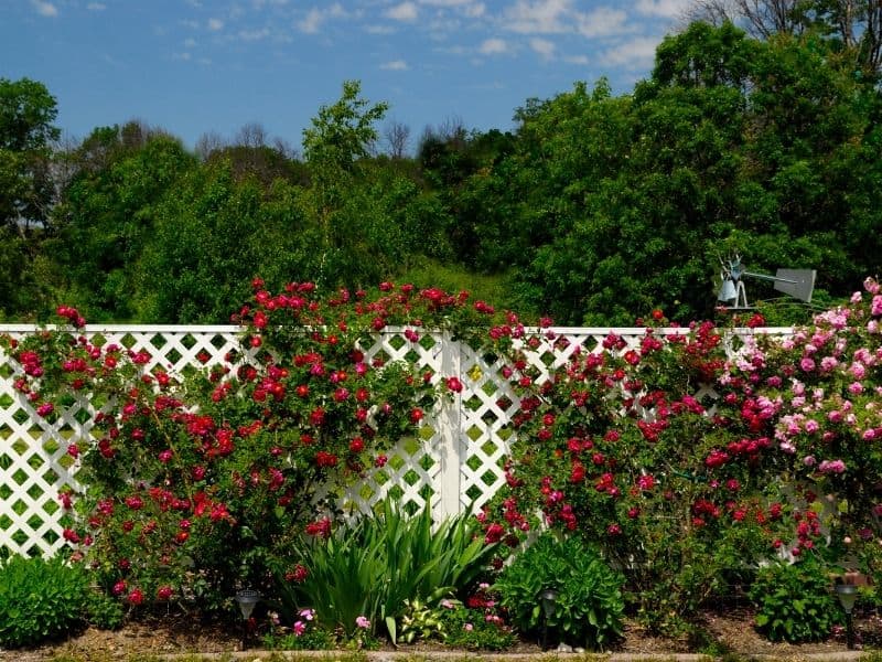 white lattice fence