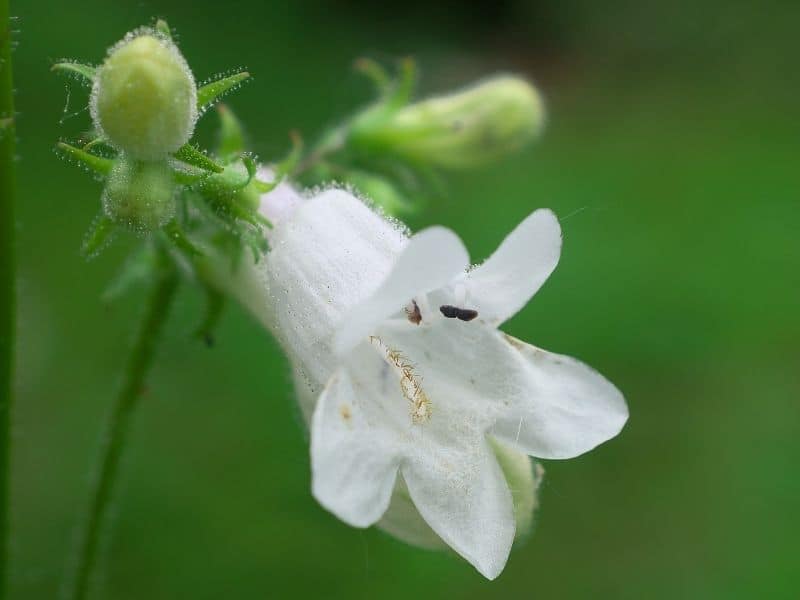 white penstemon