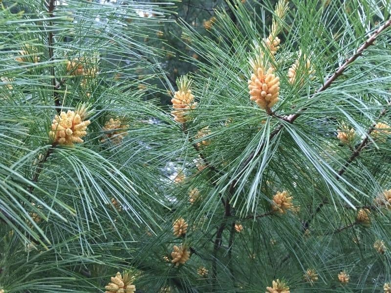 white pine tree