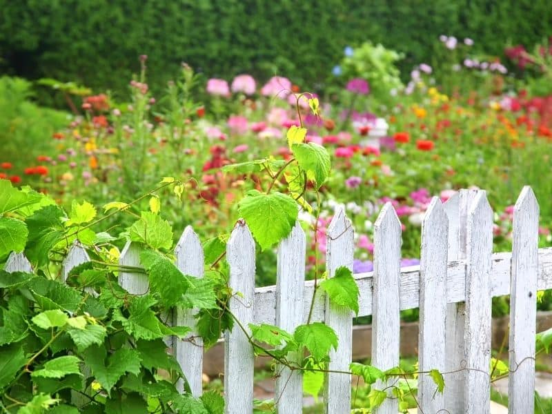 white washed wooden fence