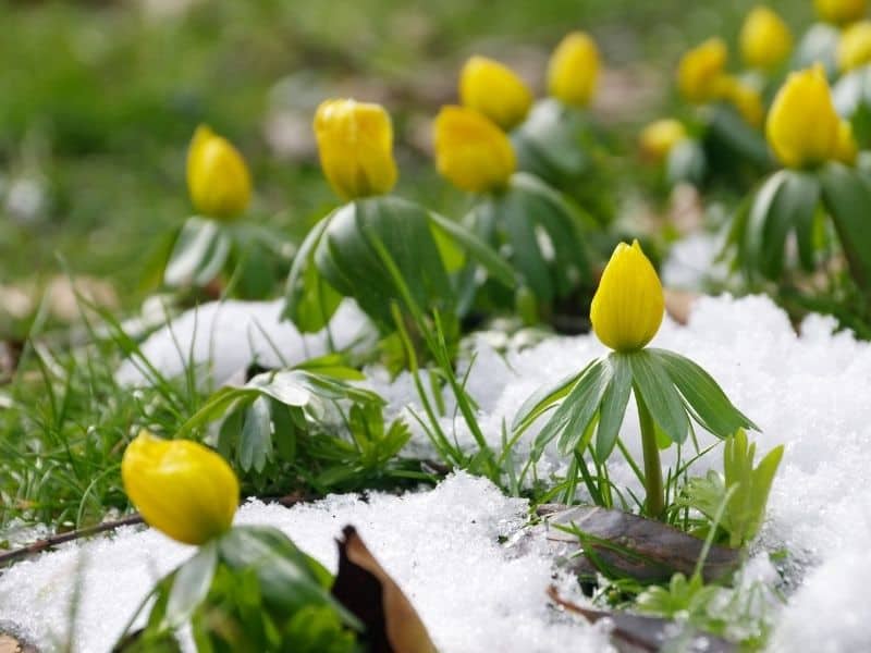 winter aconite flowers