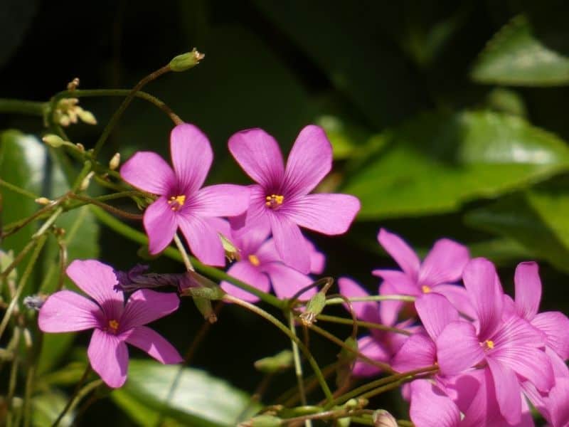 pink wood sorrel flowers