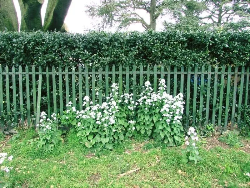 wooden and greenery fence