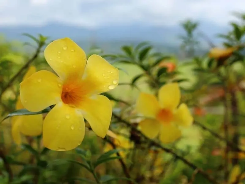 yellow bell flowers