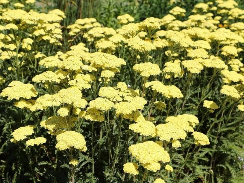 a field of yellow yarrow flowers