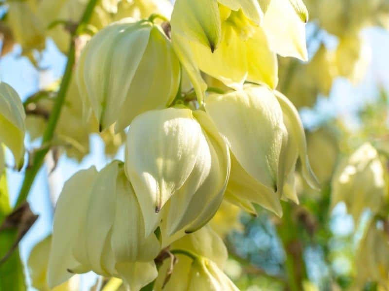 yucca flowers