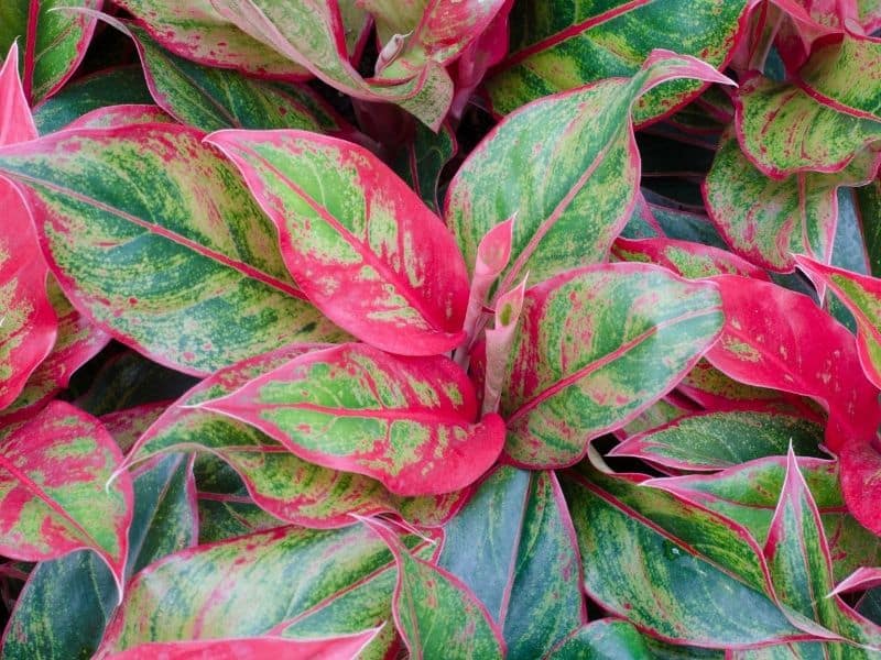 Aglaonema - Chinese evergreen plant