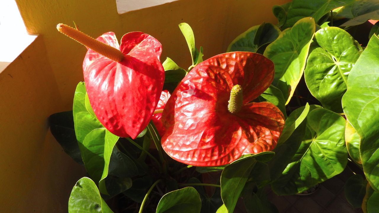 Anthurium andraeanum hybrid-1-five road-yercaud-salem-India, Red anthurium