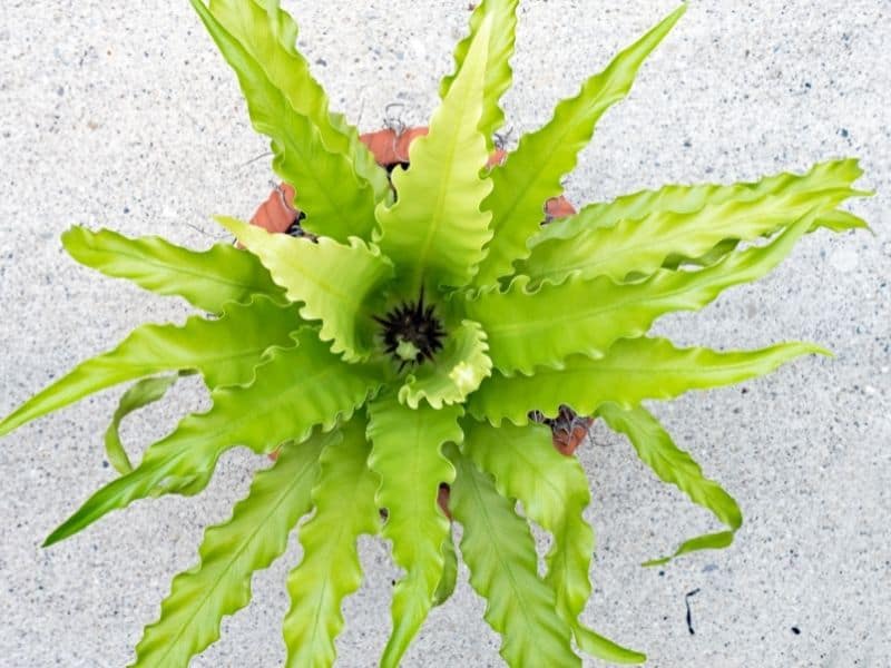 Bird’s nest fern