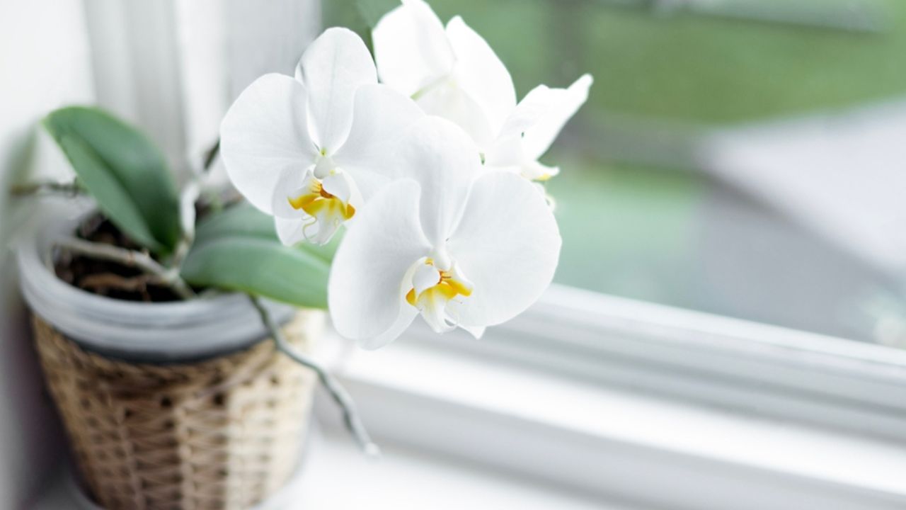 Blooming white Phalaenopsis orchid on the windowsill, white orchid flowers