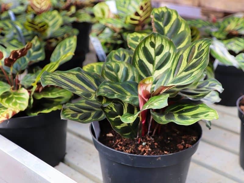 Calathea plants