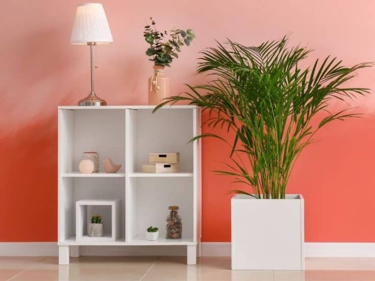 11 Best Indoor Plants For Asthma