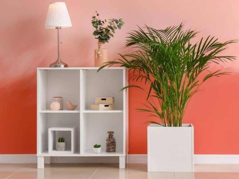 11 Best Indoor Plants For Asthma