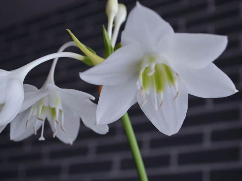 Eucharis amazonica