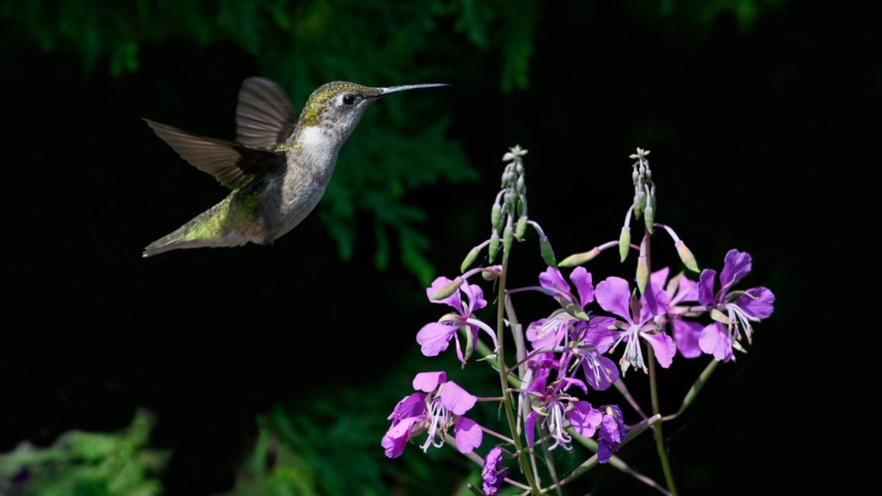 Female Ruby-throated Hummingbird sipping nectar from the pink fireweed flower