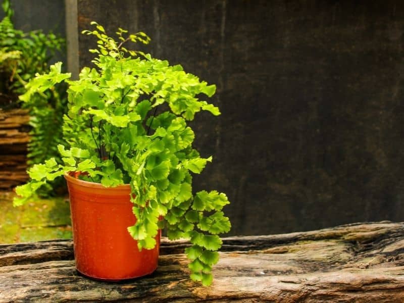 Maidenhair fern