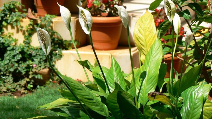 34 Best Indoor Plants For Low Light