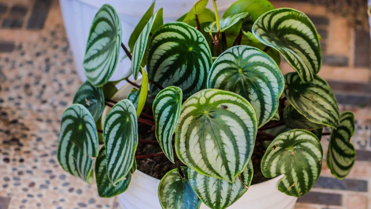 Peperomia (Peperomia argyreia) is a leafy plant that belongs to the plant family Piperaceae.