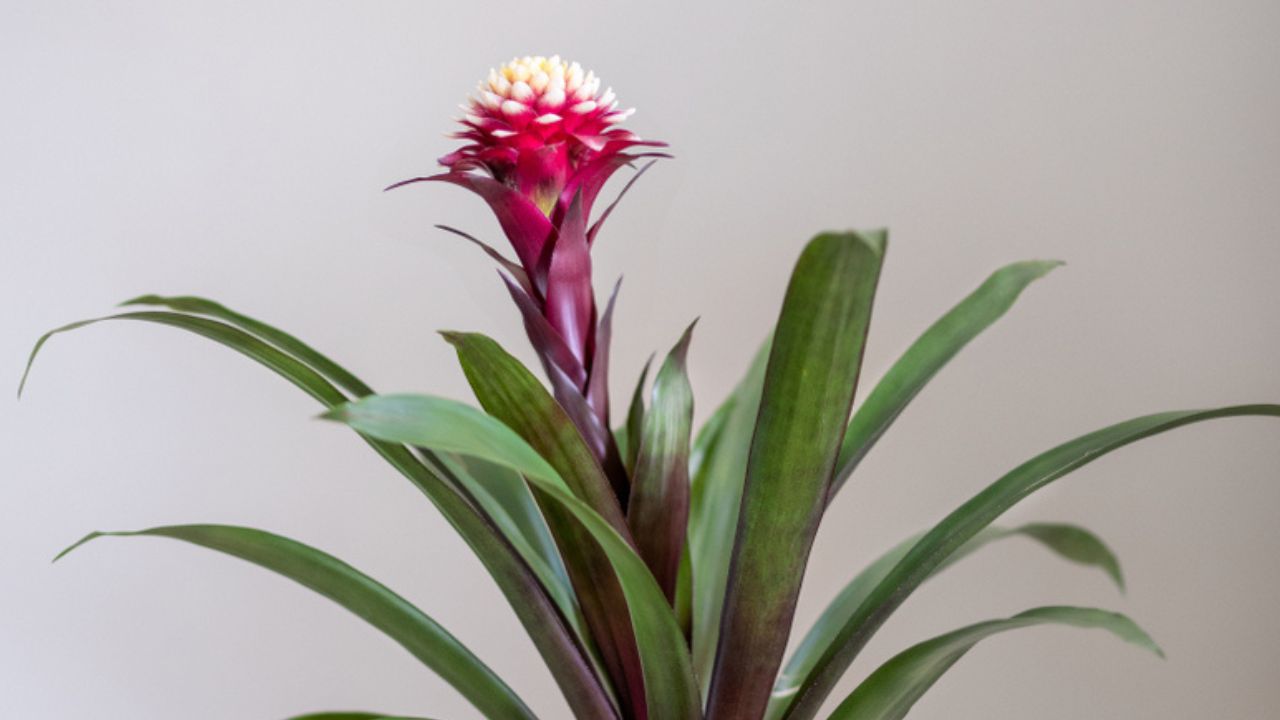 Purple Bromeliad Bromeliaceae - monocot flowering plants