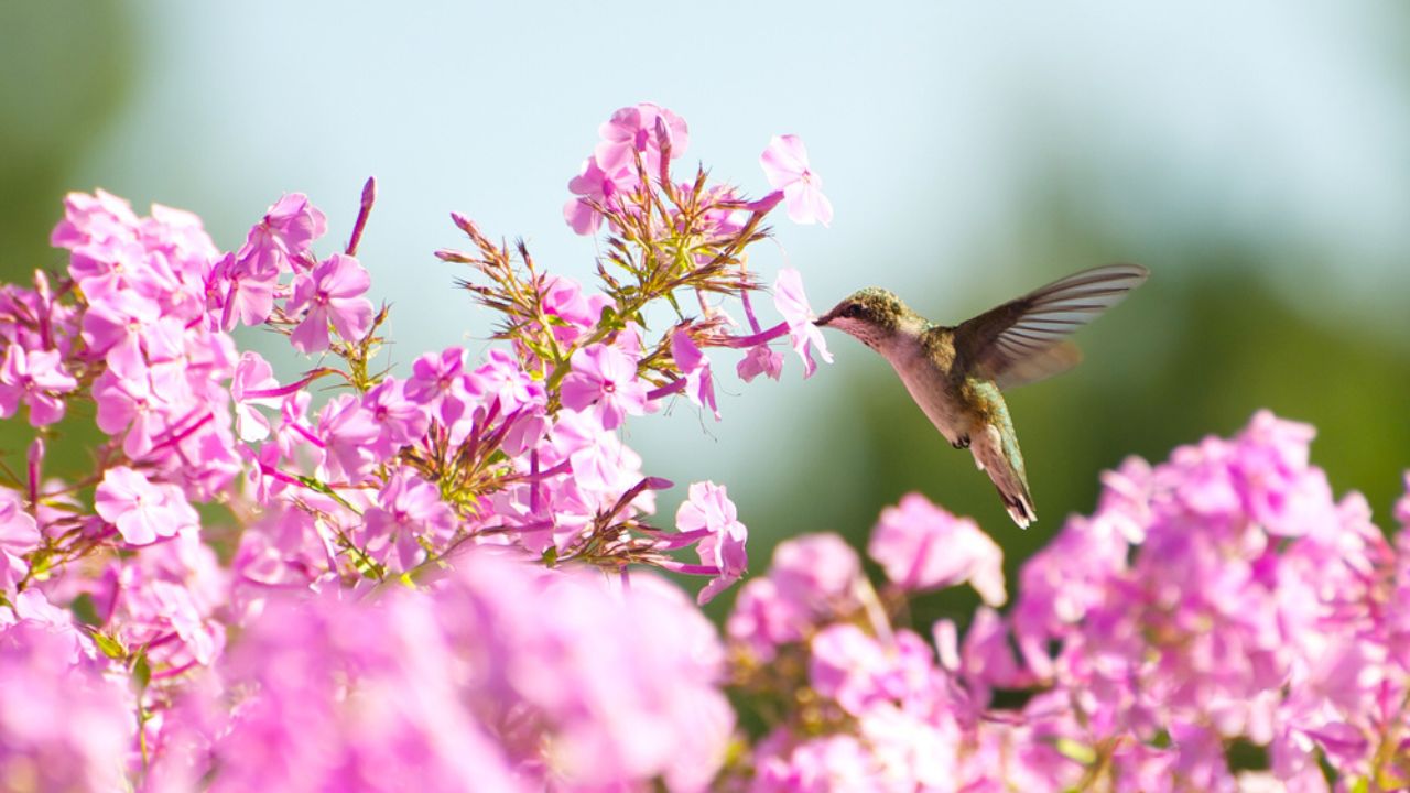 Ruby throated hummingbird in motion in the garden drinking nectar from phlox flowers.